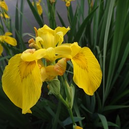 Iris pseudacorus (waterflag)